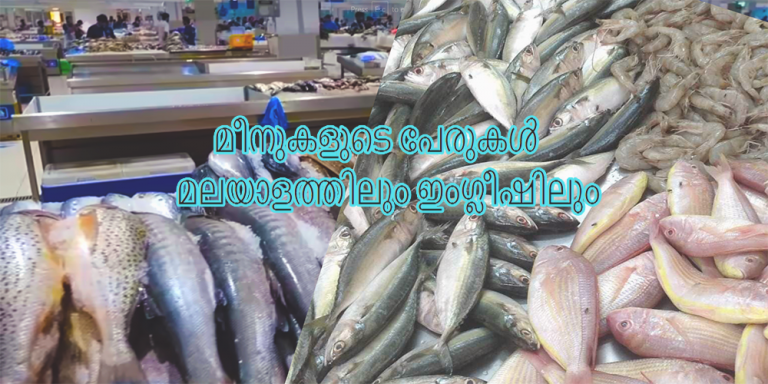 Fish Names English To Malayalam Translation 