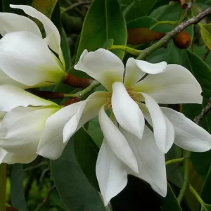 joy perfume tree chembakam